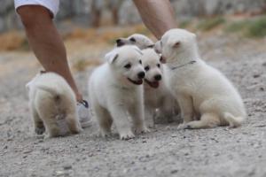 White-Swiss-Shepherd-Puppies-BTWWNPups-290619-0034