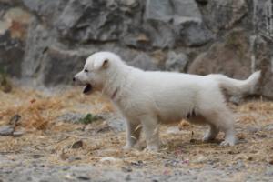 White-Swiss-Shepherd-Puppies-BTWWNPups-290619-0036