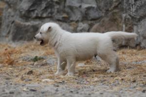 White-Swiss-Shepherd-Puppies-BTWWNPups-290619-0037
