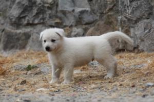 White-Swiss-Shepherd-Puppies-BTWWNPups-290619-0038