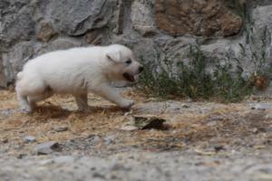 White-Swiss-Shepherd-Puppies-BTWWNPups-290619-0039