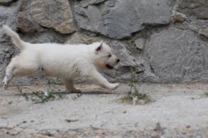 White-Swiss-Shepherd-Puppies-BTWWNPups-290619-0040