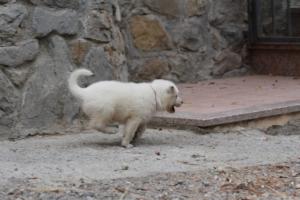 White-Swiss-Shepherd-Puppies-BTWWNPups-290619-0043