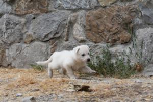 White-Swiss-Shepherd-Puppies-BTWWNPups-290619-0045