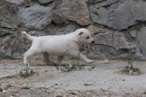 White-Swiss-Shepherd-Puppies-BTWWNPups-290619-0046