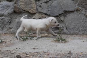 White-Swiss-Shepherd-Puppies-BTWWNPups-290619-0047