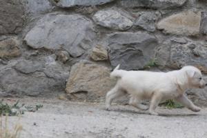 White-Swiss-Shepherd-Puppies-BTWWNPups-290619-0049