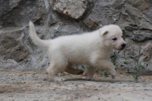 White-Swiss-Shepherd-Puppies-BTWWNPups-290619-0050
