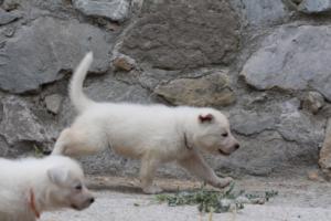 White-Swiss-Shepherd-Puppies-BTWWNPups-290619-0051