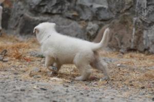 White-Swiss-Shepherd-Puppies-BTWWNPups-290619-0052