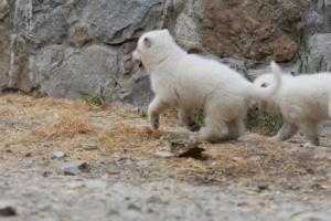 White-Swiss-Shepherd-Puppies-BTWWNPups-290619-0053