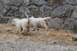 White-Swiss-Shepherd-Puppies-BTWWNPups-290619-0055