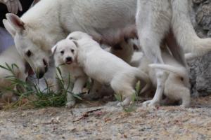 White-Swiss-Shepherd-Puppies-BTWWNPups-290619-0057