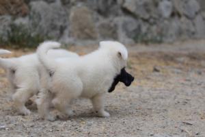 White-Swiss-Shepherd-Puppies-BTWWNPups-290619-0058