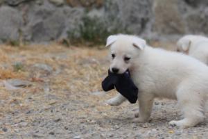 White-Swiss-Shepherd-Puppies-BTWWNPups-290619-0059