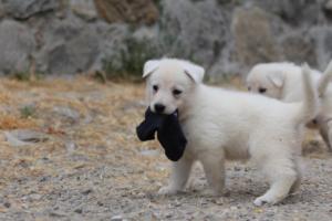 White-Swiss-Shepherd-Puppies-BTWWNPups-290619-0060