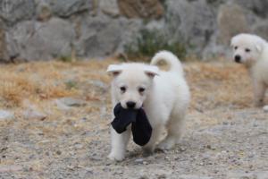 White-Swiss-Shepherd-Puppies-BTWWNPups-290619-0062