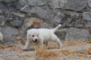 White-Swiss-Shepherd-Puppies-BTWWNPups-290619-0064