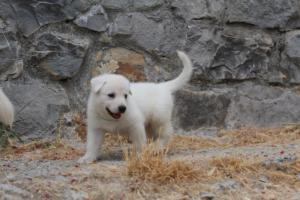 White-Swiss-Shepherd-Puppies-BTWWNPups-290619-0065