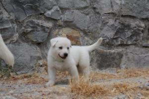 White-Swiss-Shepherd-Puppies-BTWWNPups-290619-0066