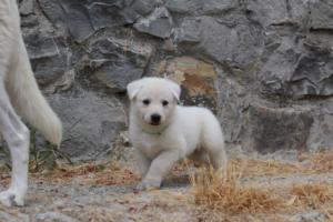 White-Swiss-Shepherd-Puppies-BTWWNPups-290619-0067