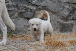 White-Swiss-Shepherd-Puppies-BTWWNPups-290619-0068