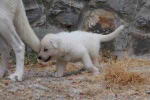 White-Swiss-Shepherd-Puppies-BTWWNPups-290619-0069
