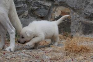 White-Swiss-Shepherd-Puppies-BTWWNPups-290619-0070