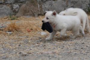 White-Swiss-Shepherd-Puppies-BTWWNPups-290619-0071