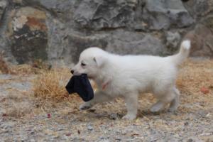 White-Swiss-Shepherd-Puppies-BTWWNPups-290619-0072