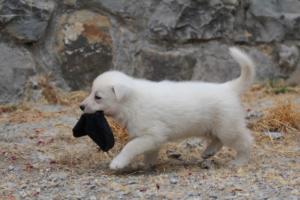 White-Swiss-Shepherd-Puppies-BTWWNPups-290619-0073