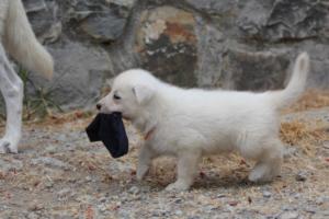 White-Swiss-Shepherd-Puppies-BTWWNPups-290619-0074