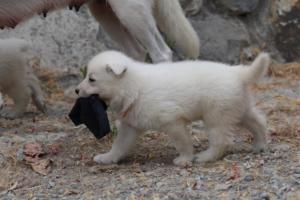 White-Swiss-Shepherd-Puppies-BTWWNPups-290619-0075