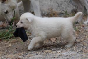 White-Swiss-Shepherd-Puppies-BTWWNPups-290619-0076