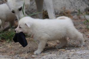 White-Swiss-Shepherd-Puppies-BTWWNPups-290619-0077