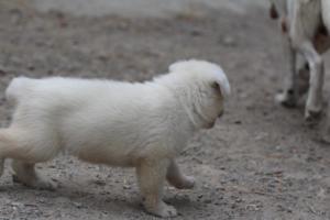 White-Swiss-Shepherd-Puppies-BTWWNPups-290619-0078