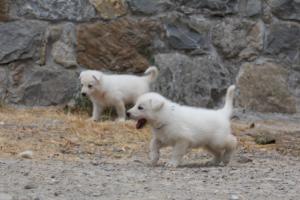 White-Swiss-Shepherd-Puppies-BTWWNPups-290619-0081