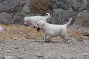 White-Swiss-Shepherd-Puppies-BTWWNPups-290619-0082