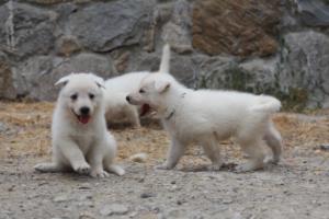 White-Swiss-Shepherd-Puppies-BTWWNPups-290619-0083