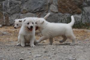 White-Swiss-Shepherd-Puppies-BTWWNPups-290619-0084