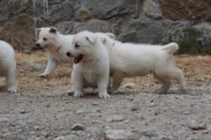 White-Swiss-Shepherd-Puppies-BTWWNPups-290619-0085