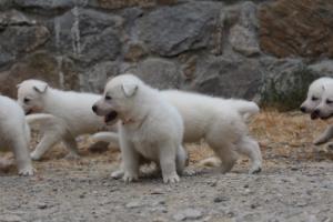 White-Swiss-Shepherd-Puppies-BTWWNPups-290619-0086