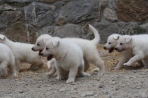 White-Swiss-Shepherd-Puppies-BTWWNPups-290619-0087