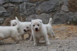 White-Swiss-Shepherd-Puppies-BTWWNPups-290619-0088
