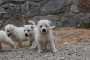 White-Swiss-Shepherd-Puppies-BTWWNPups-290619-0089