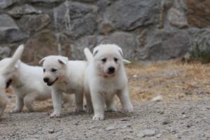 White-Swiss-Shepherd-Puppies-BTWWNPups-290619-0090
