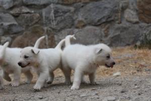 White-Swiss-Shepherd-Puppies-BTWWNPups-290619-0091