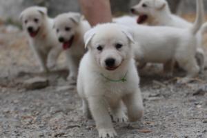 White-Swiss-Shepherd-Puppies-BTWWNPups-290619-0092