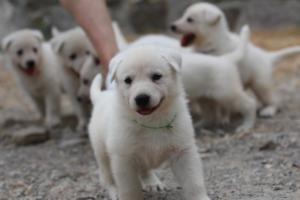 White-Swiss-Shepherd-Puppies-BTWWNPups-290619-0093