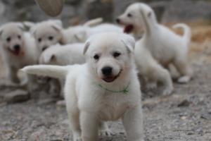 White-Swiss-Shepherd-Puppies-BTWWNPups-290619-0094